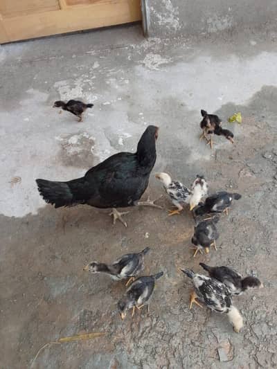 hens with chicks available