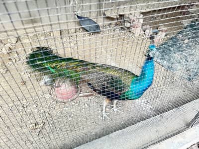 Peacock Only Male Very Healthy and Good Size Beautiful Tale