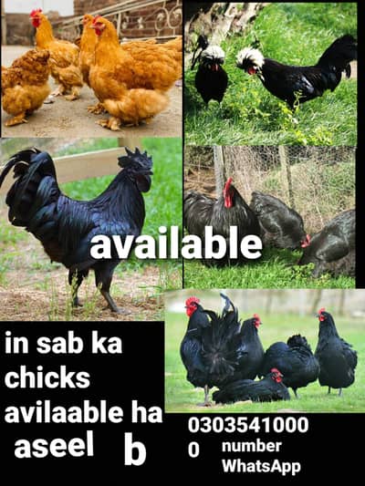 fency chicks or aseel chicks forsale