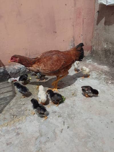 hens with chicks available