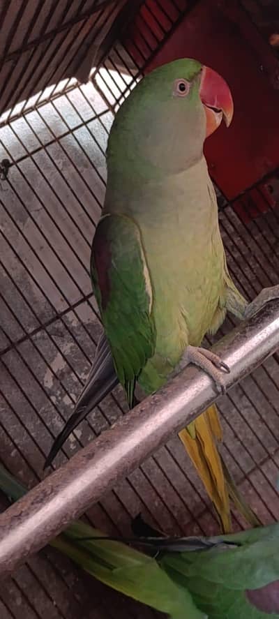 raw parrot  03070165011