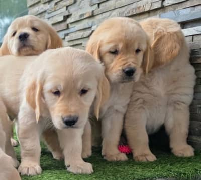 Golden Retriever pure breed