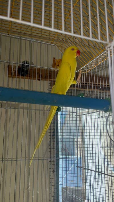 Yellow Ringneck Female