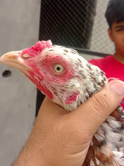 aseel male and  female