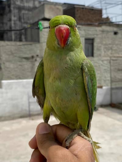 Parrot for sale