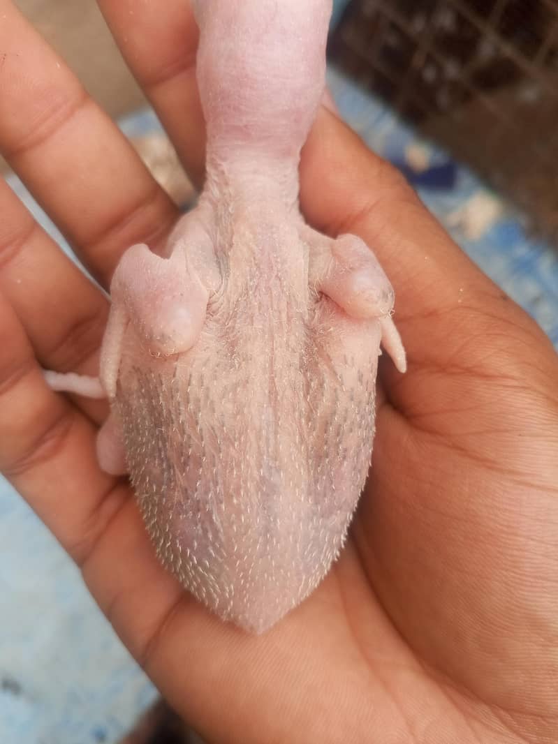 phari chick 7