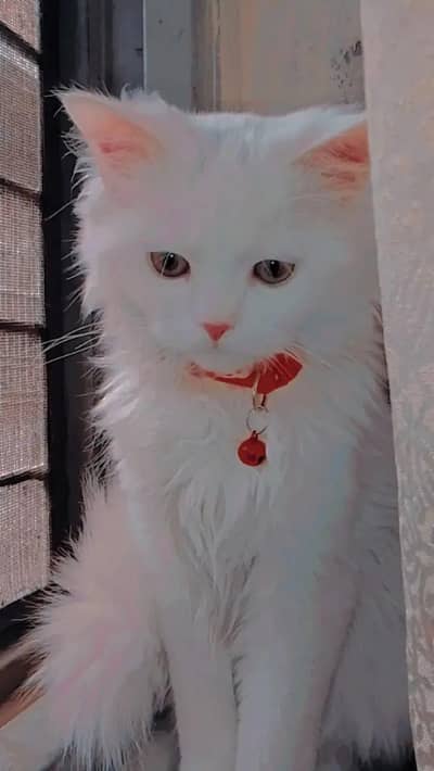 "Cute Male  Persian Kitten for Sale"