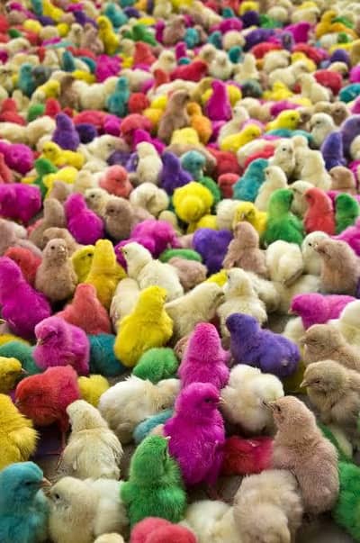 Colorful Baby Chicks for Sale  | Healthy & Active | Affordable Price