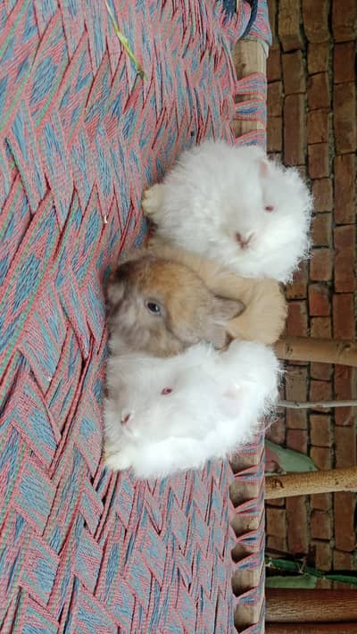 Angora Rabbits