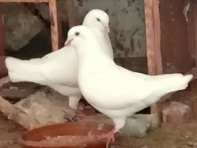white king pigeons (kabutar) breeder pair