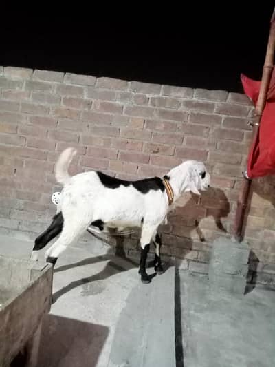 Bakra or bakri Dono for sale