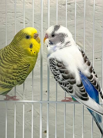 complete bird's setup for sale