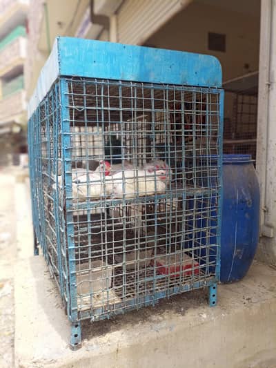 2 Big chicken cages