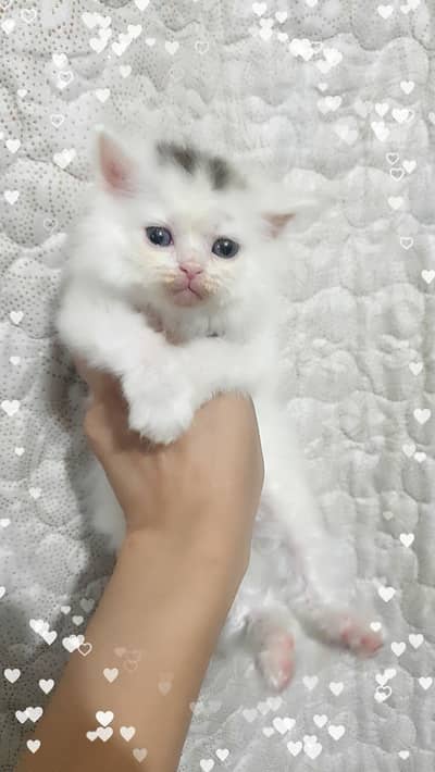 Persian trriple coat punch face