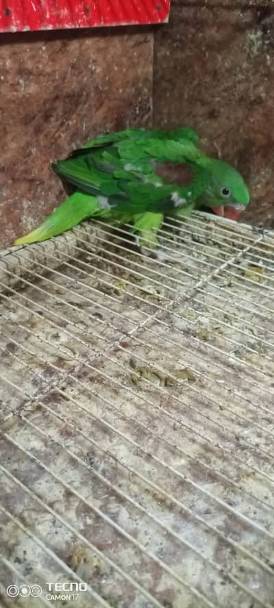 Raw chick full cover