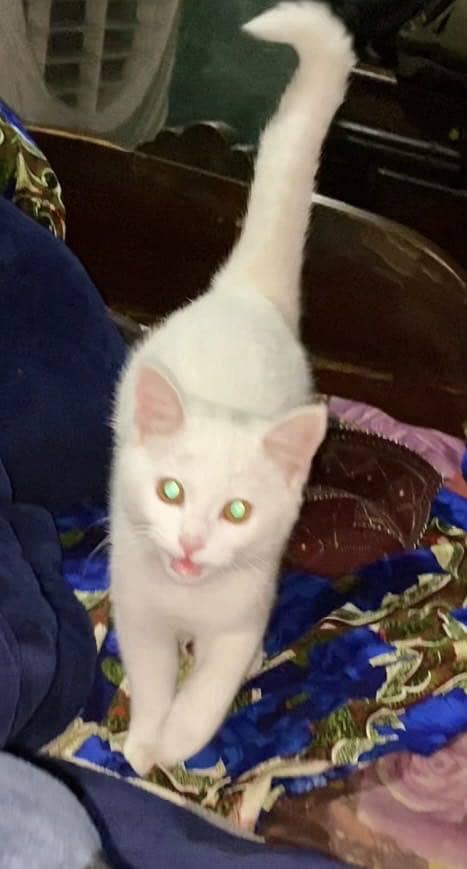 Persian kitten  double coate| doll  Face kittens |whit cat for sale 0