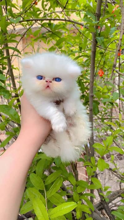 persion piki kitten and punch face kitten for sale