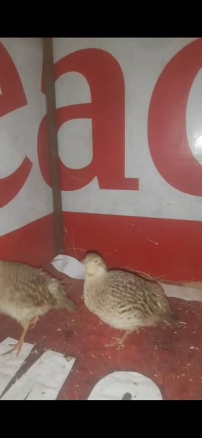 2 pair irani teetar forsale