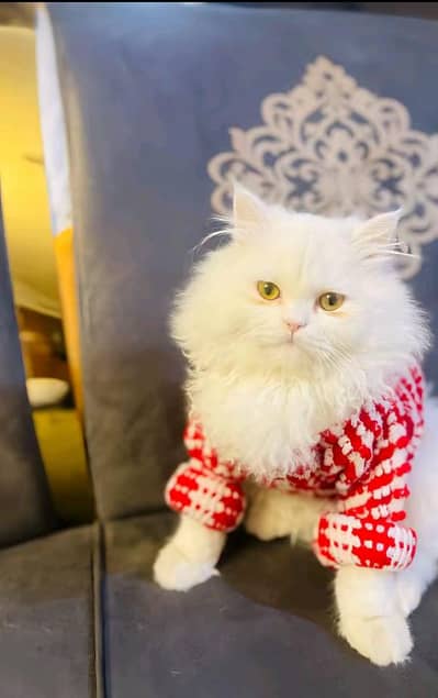 Persian female kitten for sale