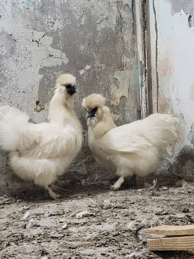 White silkie females for sale