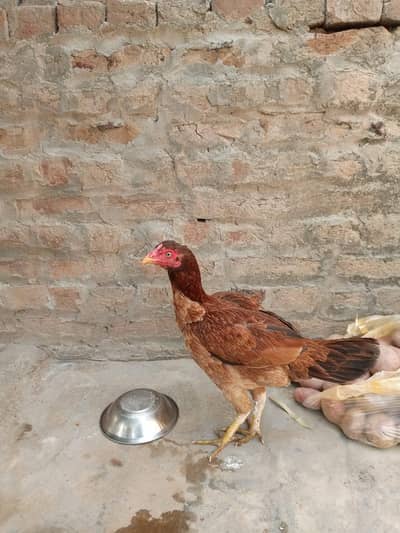 Aseel hen for sale 2 martba Andy dy chuki h