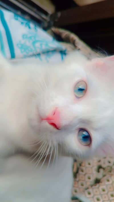light blue eyes, persian male cat for sell