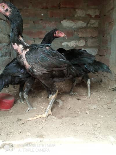 گھر کے پلے ہوےاور دیسی خوراک