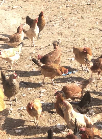 Desi Hens (local)