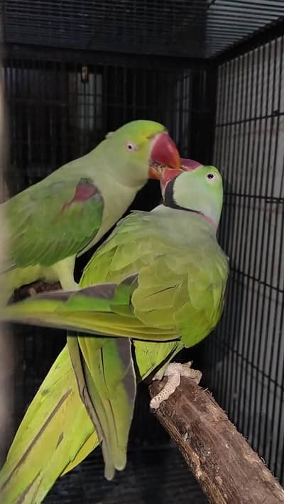 Raw breeder pair with talking