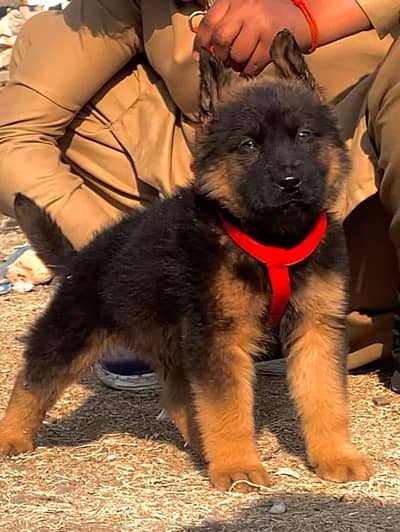 Gurman Shaft Dog My WhatsApp 03411645404  ///@$@3#