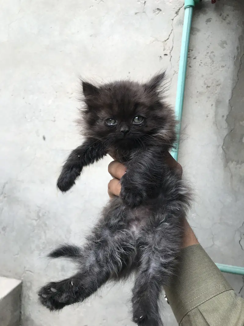 Cash on delivery persian punch face male female kitten cats available — photo 2