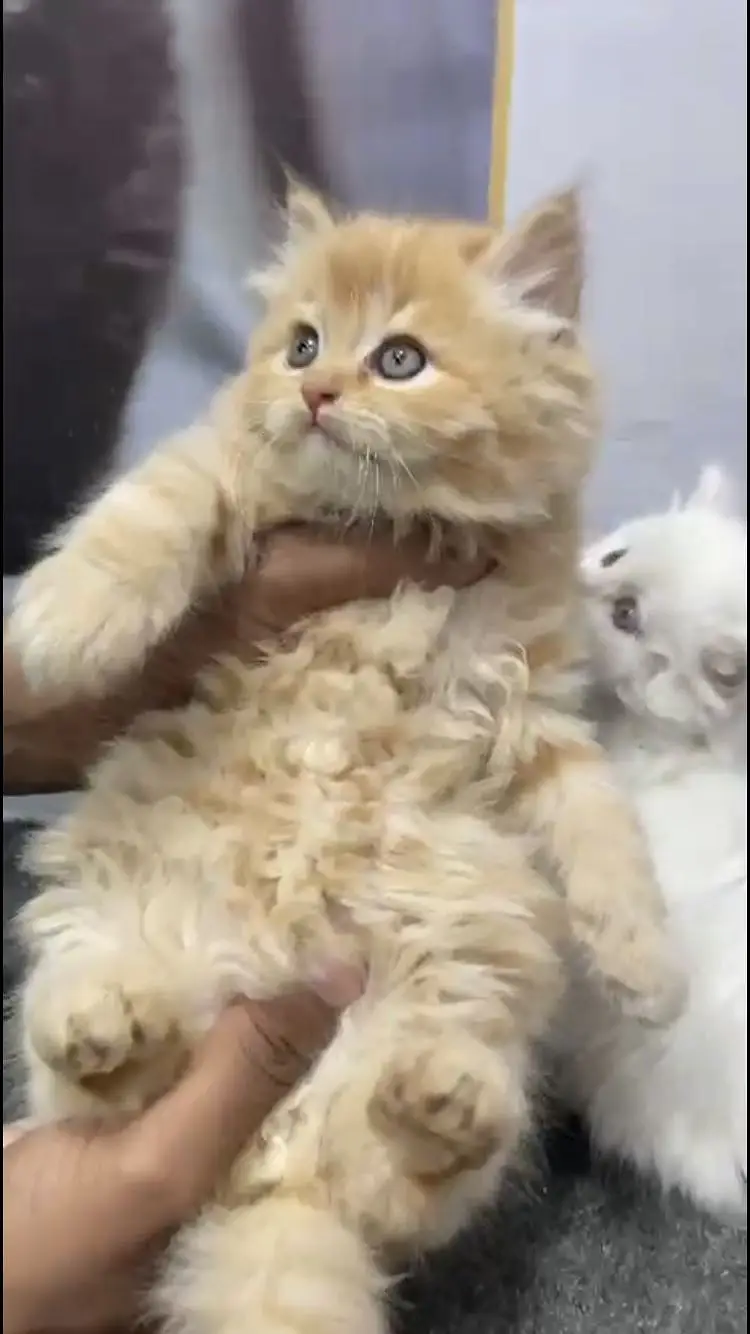 Cash on delivery persian punch face male female kitten cats available — photo 3