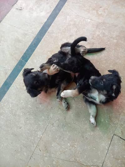 Belgian shepherd and husky