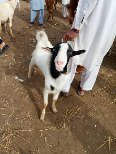 Abluk Teddy Breed 2 dant