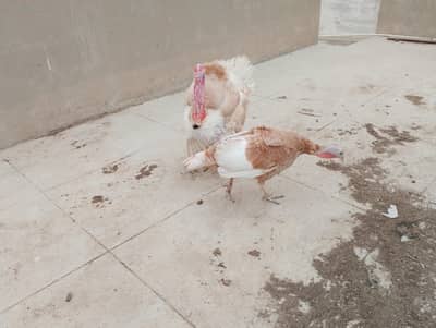 Turkey 1 female and 1 male  for sale