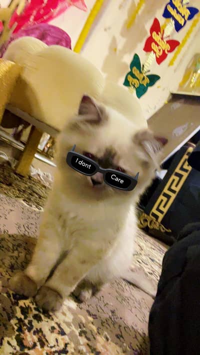 playfull kitchen lokking for a new home