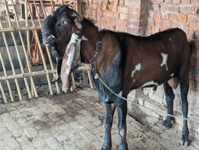 top quality nagra breeder