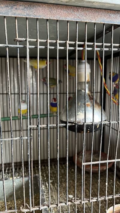 Gouldian finch birds pairs