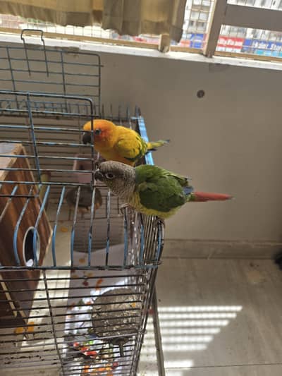 Conure parrots set