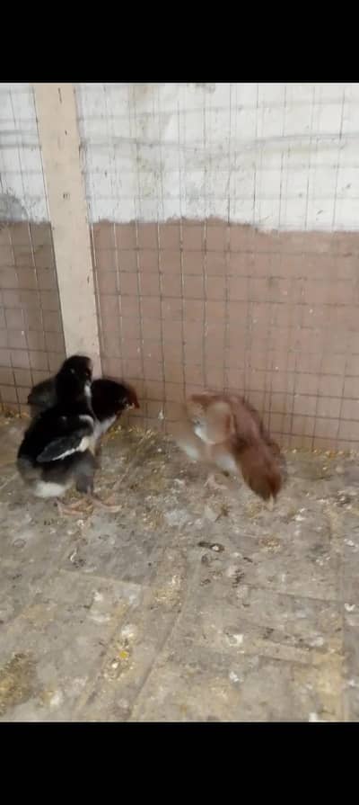 aseel and thigh cross chicks