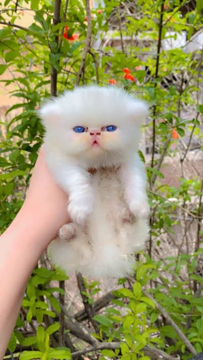 Persion piki blue eyes kitten for sale