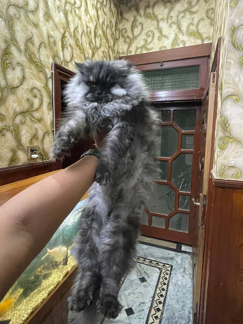 Persian cat fully trained 0