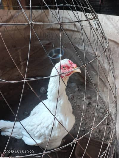 pure Heera paper white