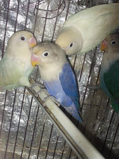 lovebirds 5 pieces available