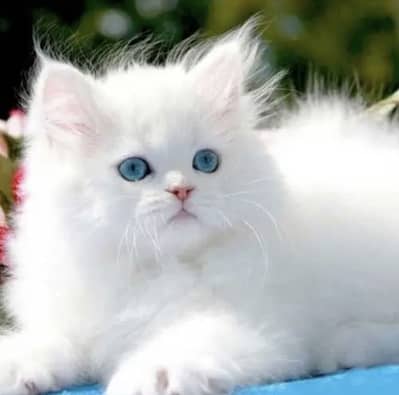 Persian cat