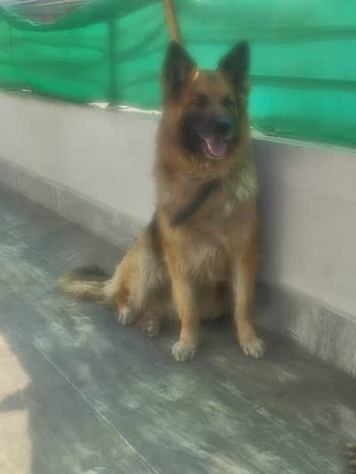 German Shepherd Dog (Male)