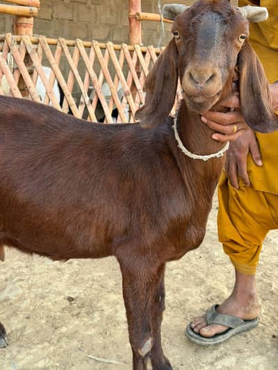 Bakri Tayyar Gabban بکری تیارگبن