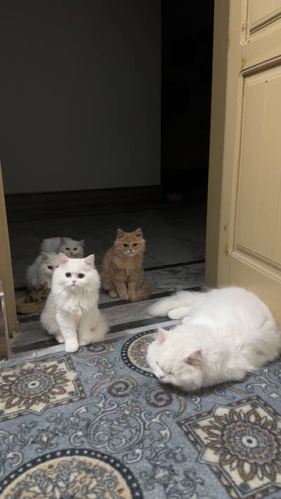 Persian kitten for sale