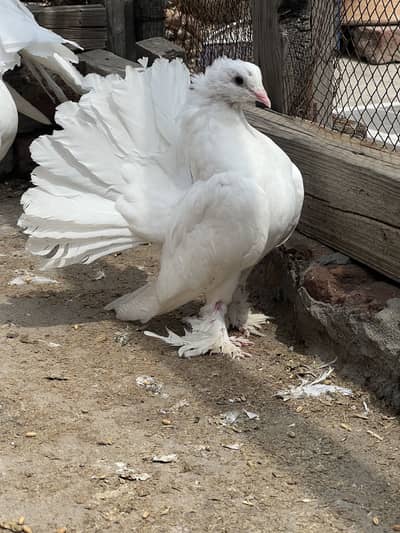 Healthy pigeon for sale