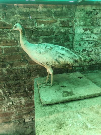 peahen black shoulder breader female male nai ha is lia ya sale karnii